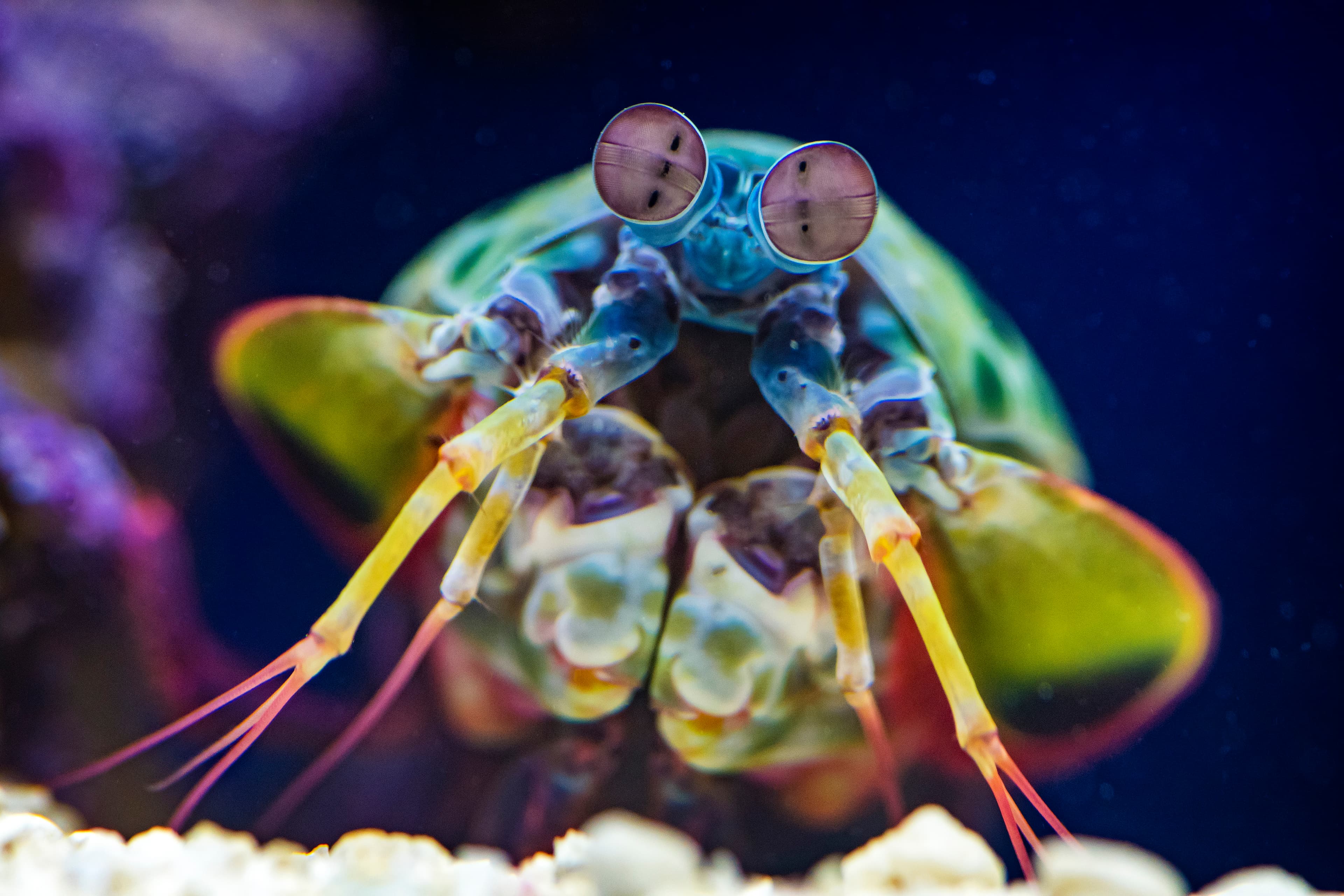 L'Aquarium Ripley du Canada rejoint le programme Toronto CityPASS